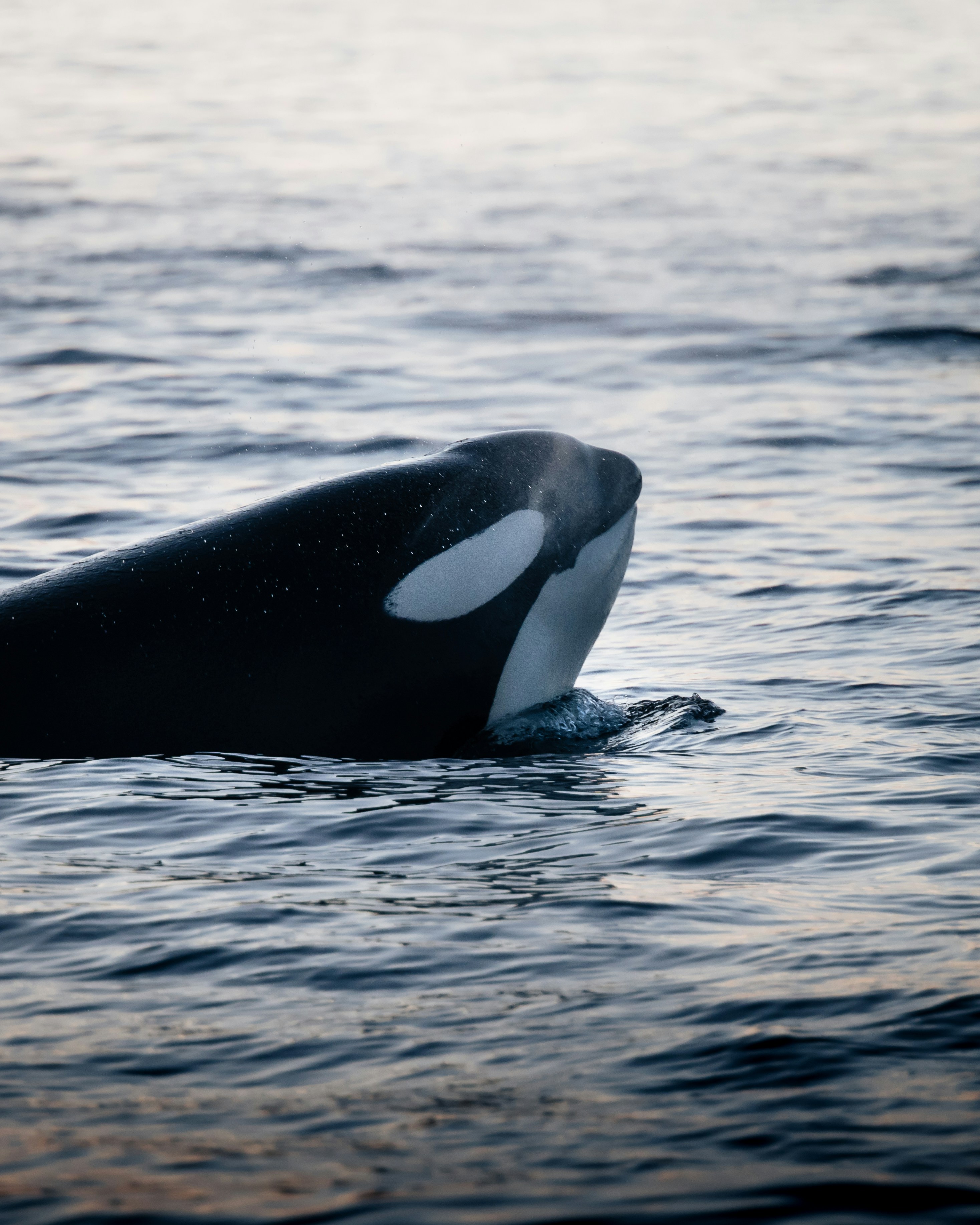 Orca nadando bajo el mar — fotografía real